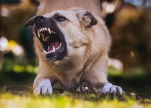 Aggressive dog snarling with teeth exposed outdoors