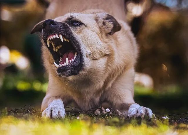 Aggressive dog snarling with teeth exposed outdoors