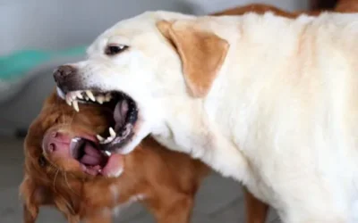 The Legal Ground Of The Owner Of The Dog Who Bit A Person