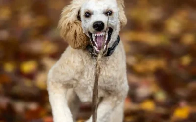 What To Expect During A Dog Bite Lawsuit